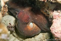 Grote rode octopus