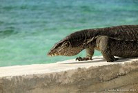 Water monitor
