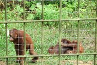 De jonge orang-utans