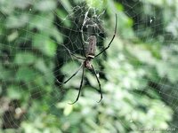 Giant golden orb weaver