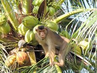 Southern pig-tailed macaque