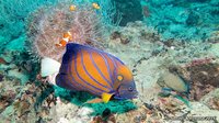 Blue-ringed angelfish