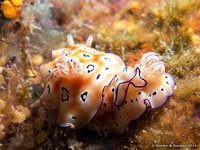 Leopard chromodoris
