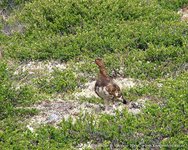 Willow ptarmigan