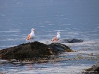 Herring gull