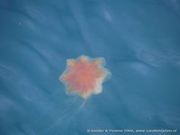 Lion's mane jellyfish