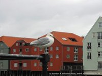 Stormmeeuw