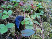 Black slug