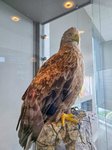 Zeearend in het natuurcentrum