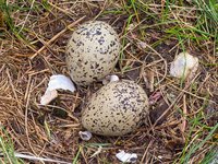Eieren in een nest