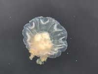 Kwal in de haven