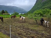 Paarden met een veulen