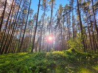 Avondzon in het bos