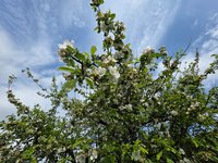 Appelbloesem