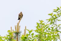 Roofvogel in een den