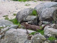 Otter