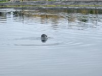 Gewone zeehond