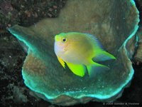 Golden damsel