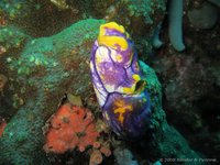 Ink-spot sea squirt