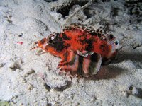 Twinspot Lionfish