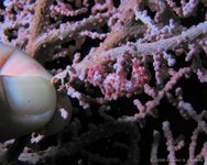 Pygmy seahorse