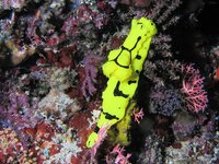 Notodoris minor