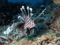 Devil firefish