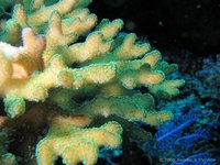 Round-tipped seriatopora