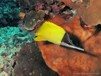 Yellow longnose butterflyfish