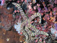 Warty sea star