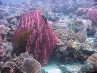 Giant barrel sponge