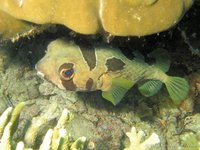 Black-blotched porcupinefish