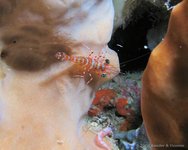 Green-eyed dancing shrimp