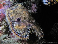 Slipper lobster