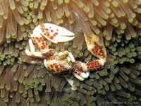 Anemone porcelain crab