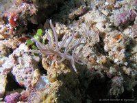 Phyllodesmium briareum