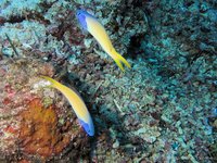 Bluehead tilefish