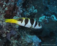 Saddled coral grouper