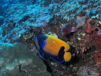 Majestic angelfish