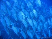 Bigeye trevally
