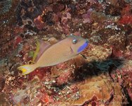 Bluethroat triggerfish