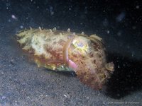 Broadclub cuttlefish