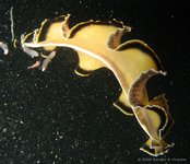 Pseudoceros paralaticlavus