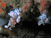 Harlequin shrimp
