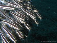 Striped Catfish