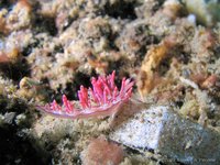 Flabellina rubrolineata