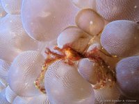 Orangutan crab