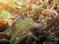 Holthuis anemone shrimp