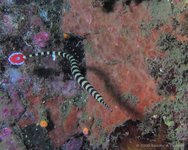 Ringed pipefish