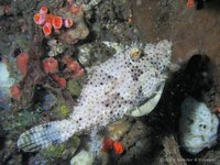 Strapweed filefish